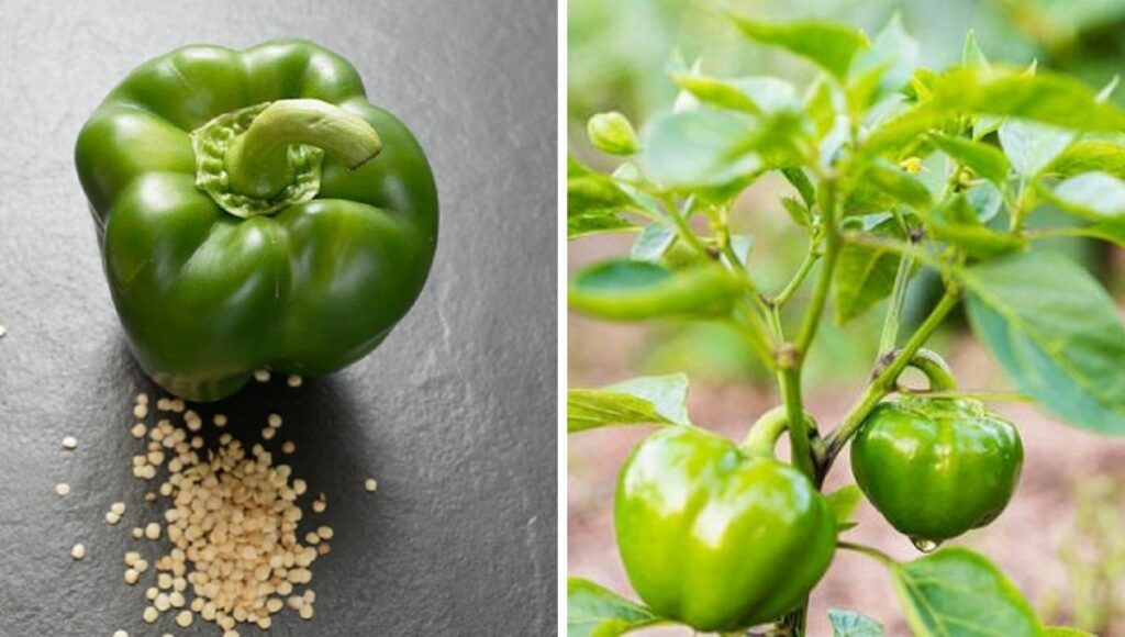 Capsicum plant from seeds
