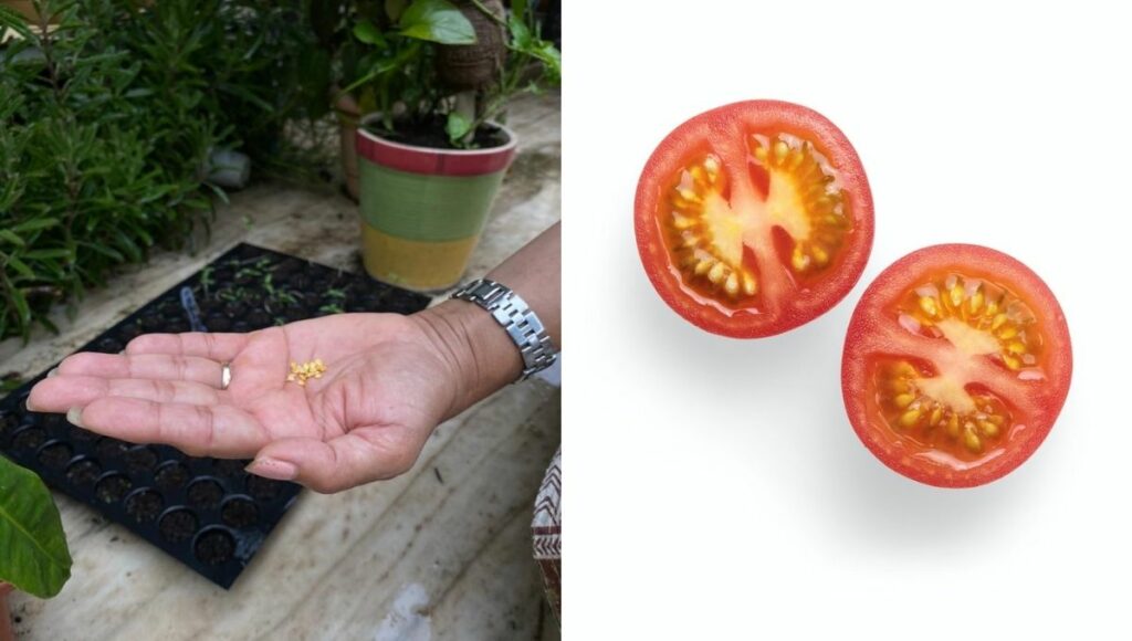 Tomato plant from seed