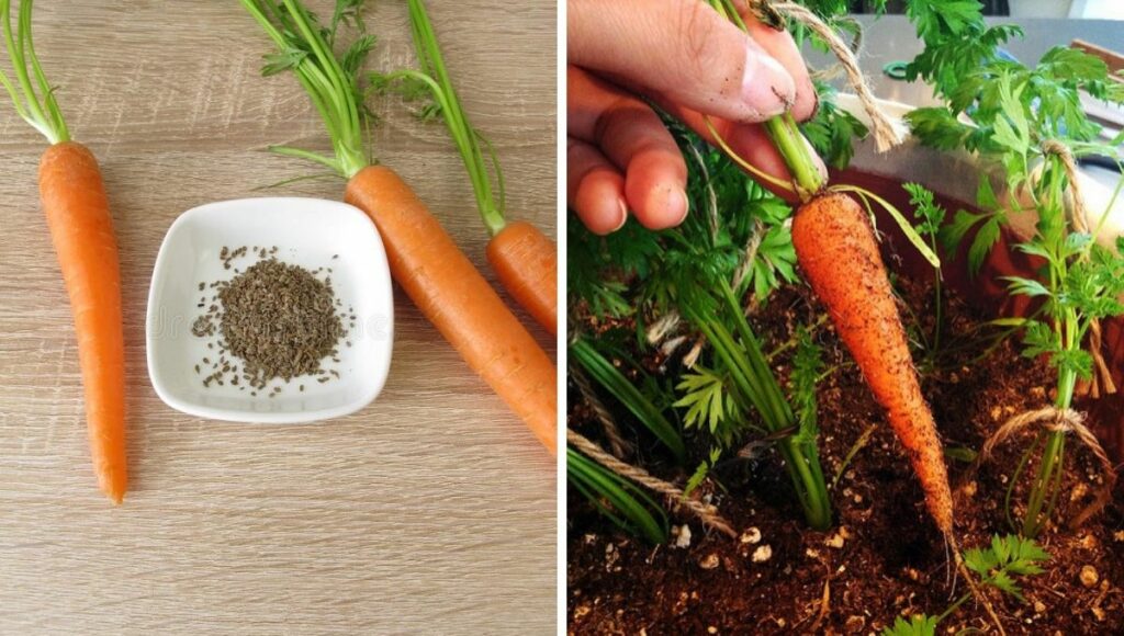 carrot plant from seed 