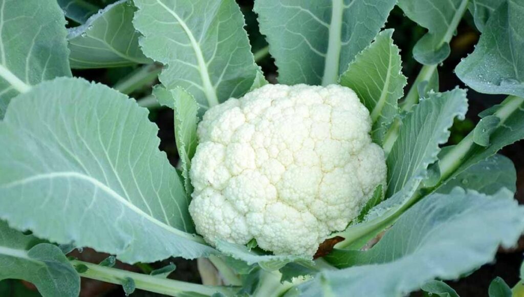 cauliflower plant from seed