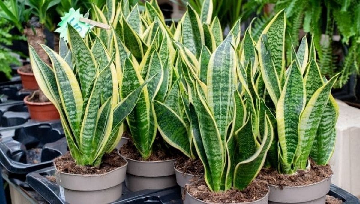 Snake plant in pots can be grow from leaves