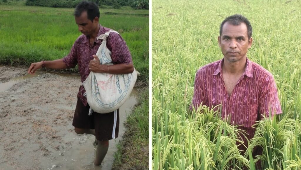 Orissa farmer using indigenous seeds to grow variety of rice in his farms