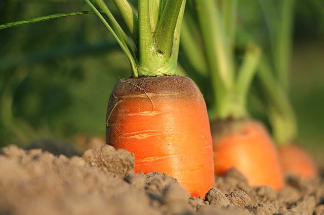 Plant Carrot