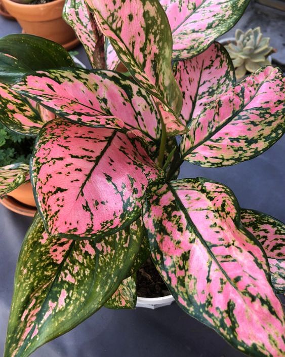 Chinese Evergreen is a indoor plant