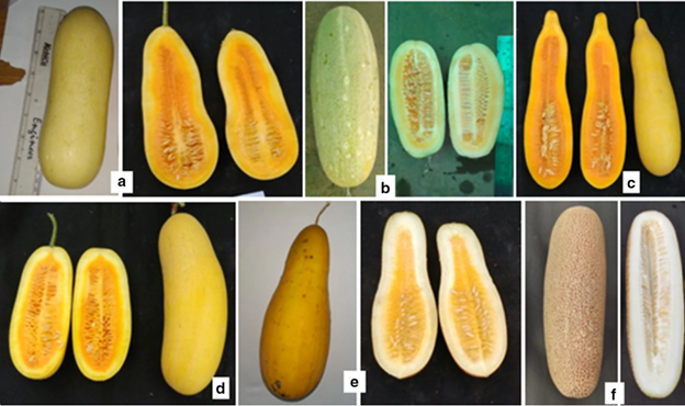 Form, color and shape of the Northeast cucumber varieties studied by Researchers for its advantages