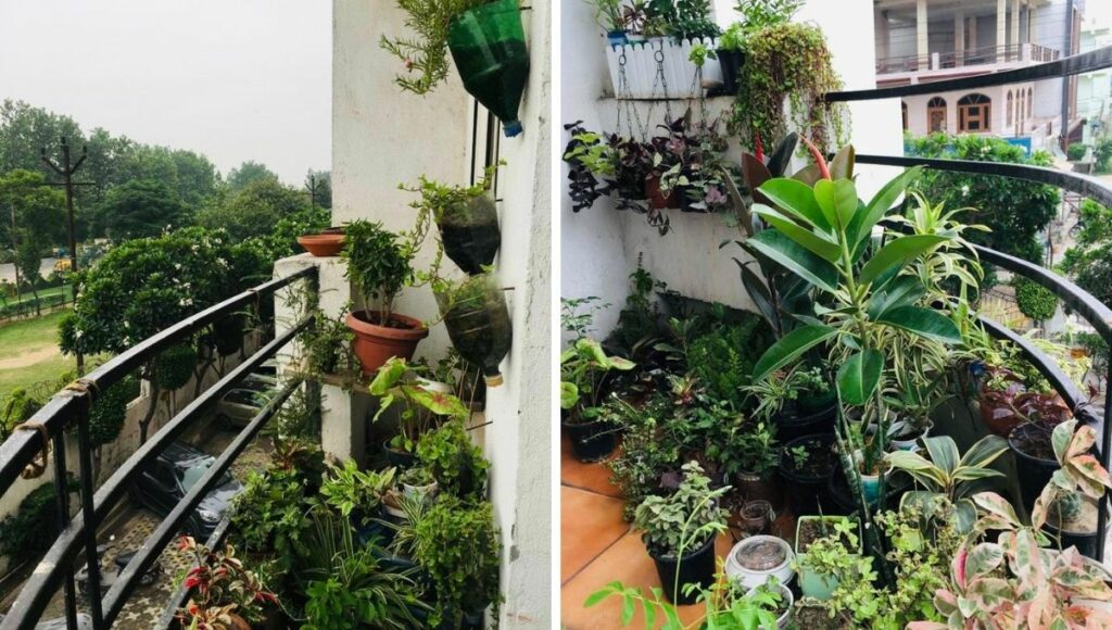 hanging plants in balcony 
