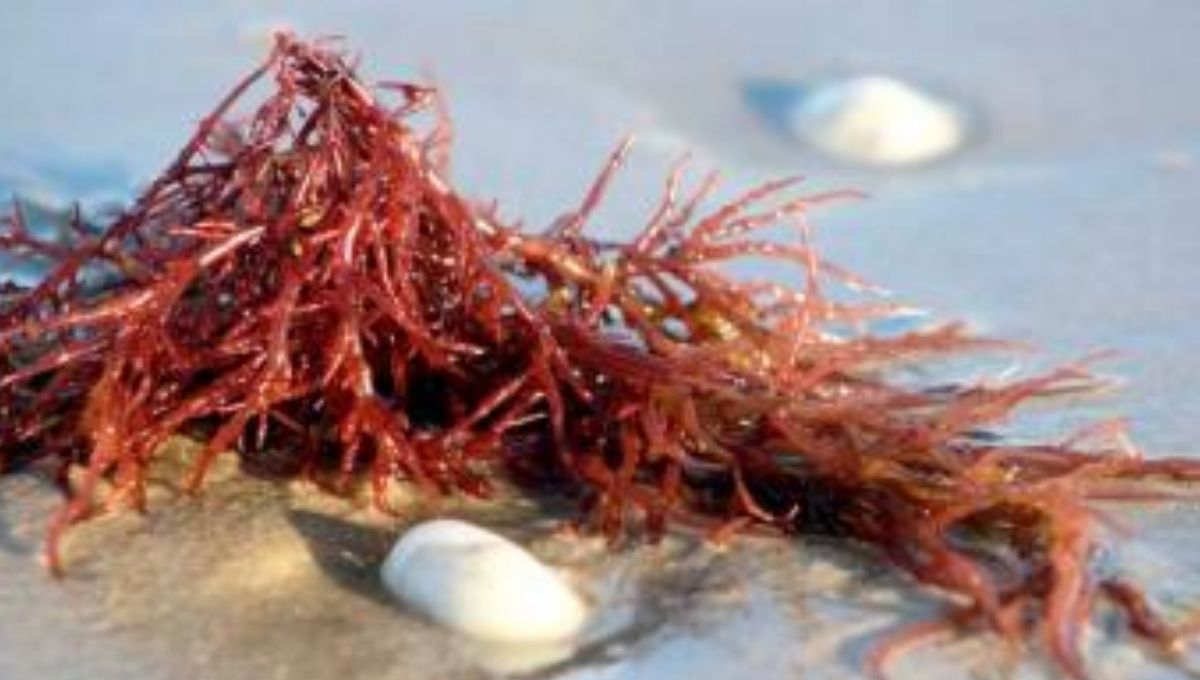 Scientists develop sea algae dressing technique, claim to heal old wounds too