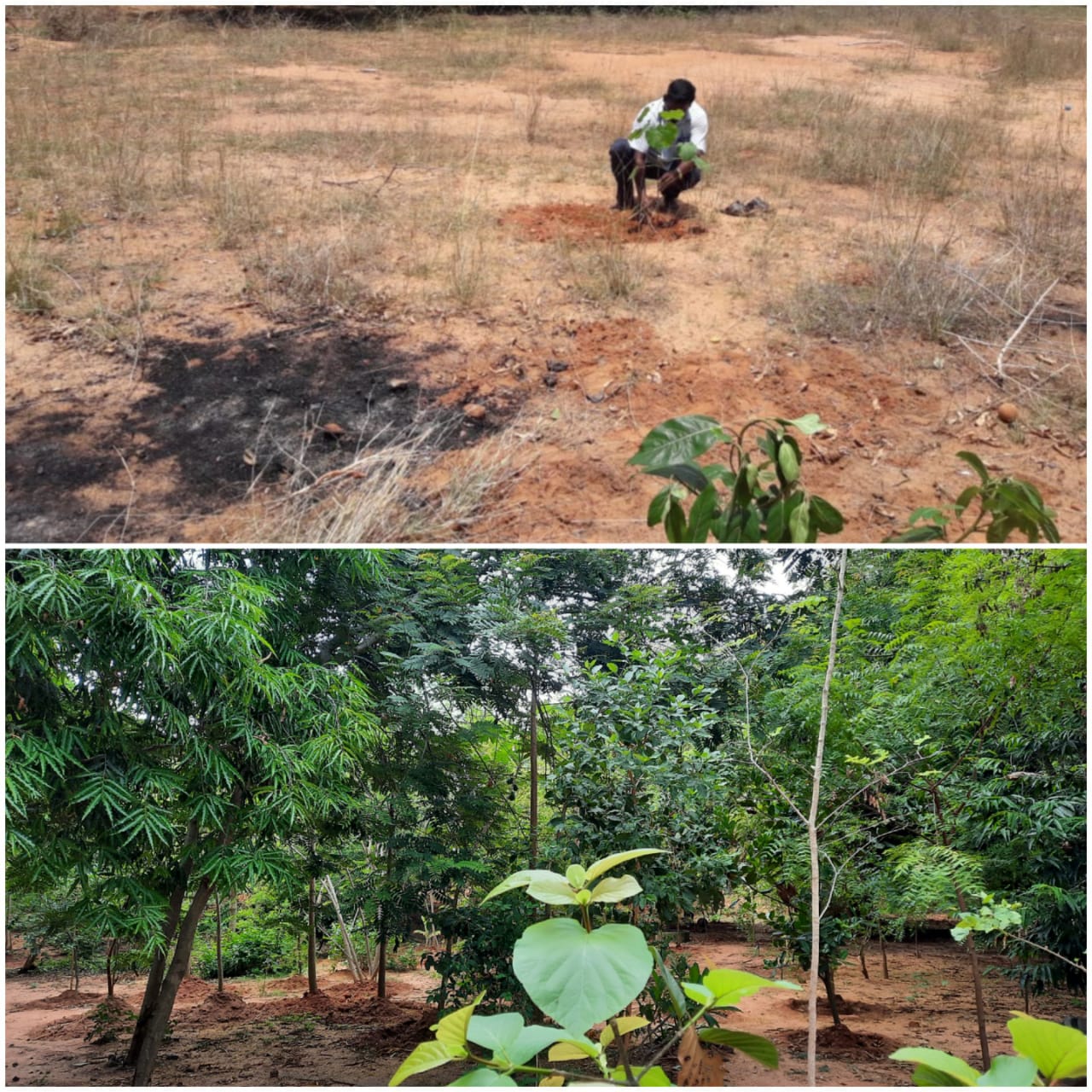 before and after pictures of a food forest in pondicherry