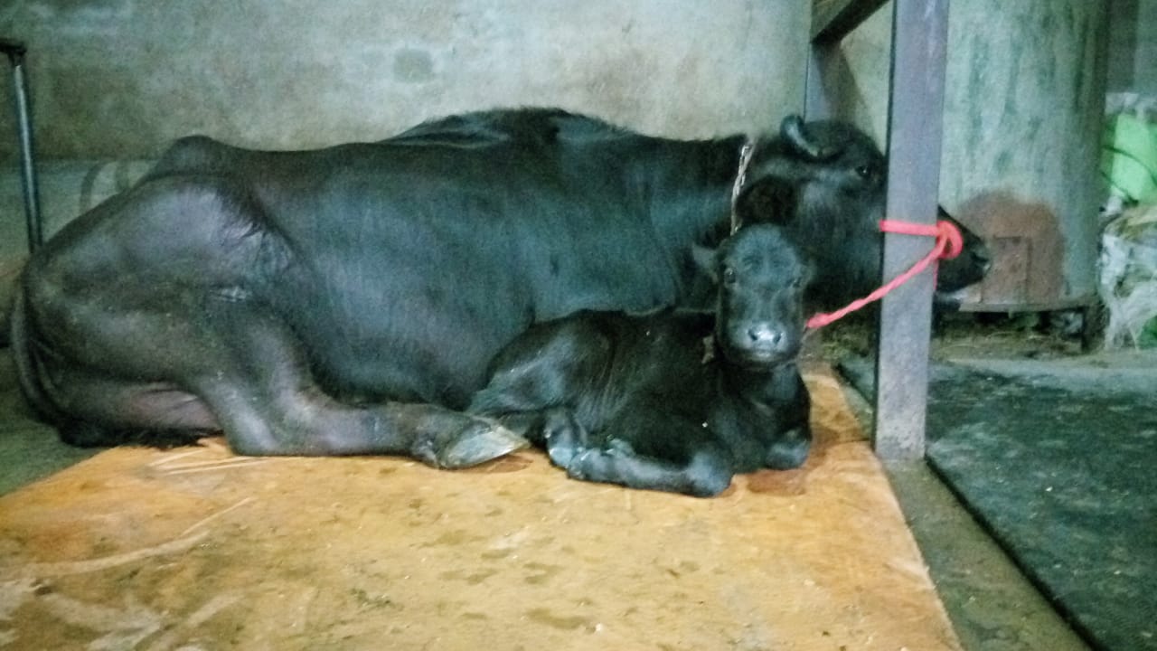 Dairy Farming in Haryana 