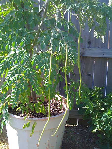 Moringa in pot can be grown in balcony