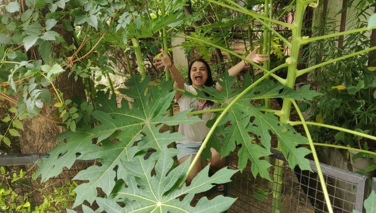 Gardening At hpme By Growing Papaya Trees