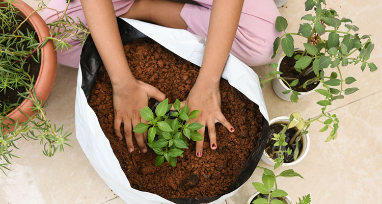 prepare potting mix and you can grow plants in grow bags