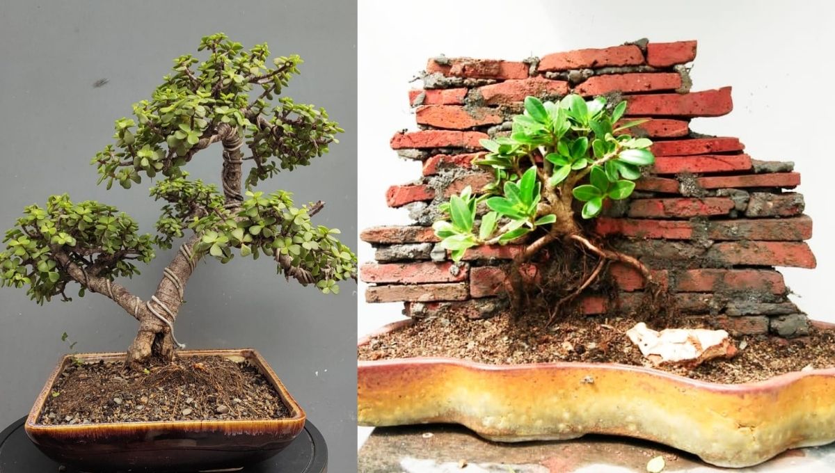 bonsai indoor plants for sale