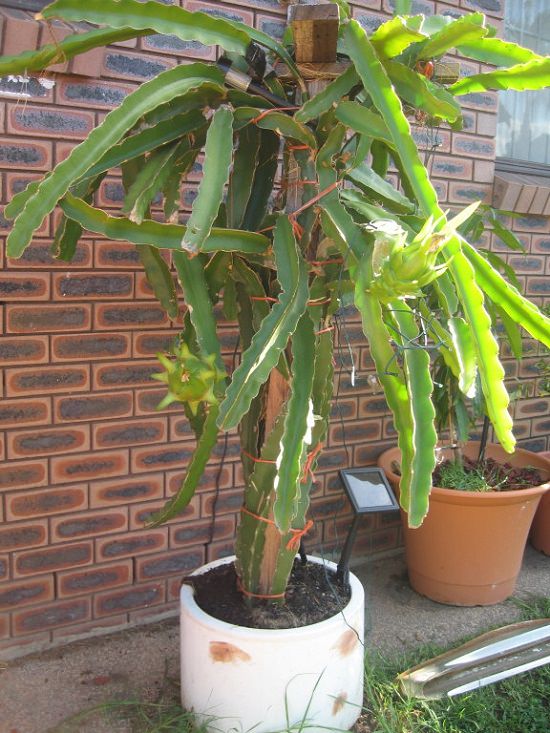 Dragon fruit is best plant for balcony  