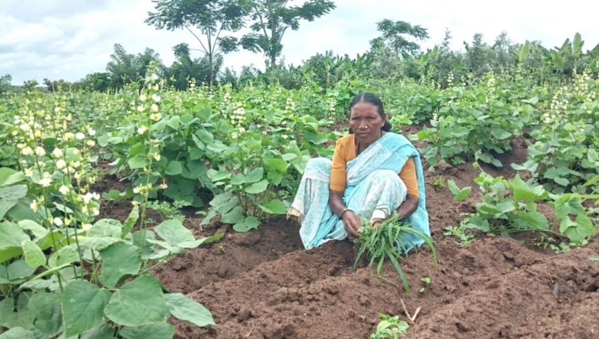 A lady farmer growing chia seeds