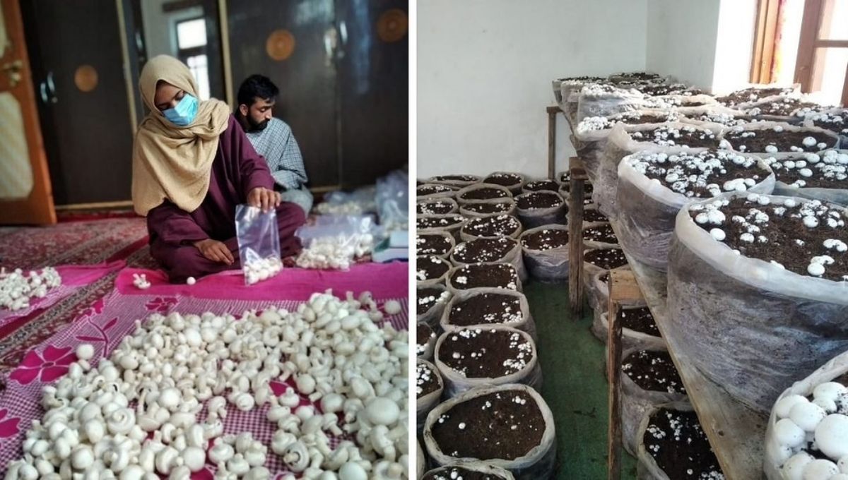 Neelofar Jaan is growing mushroom & earning good money
