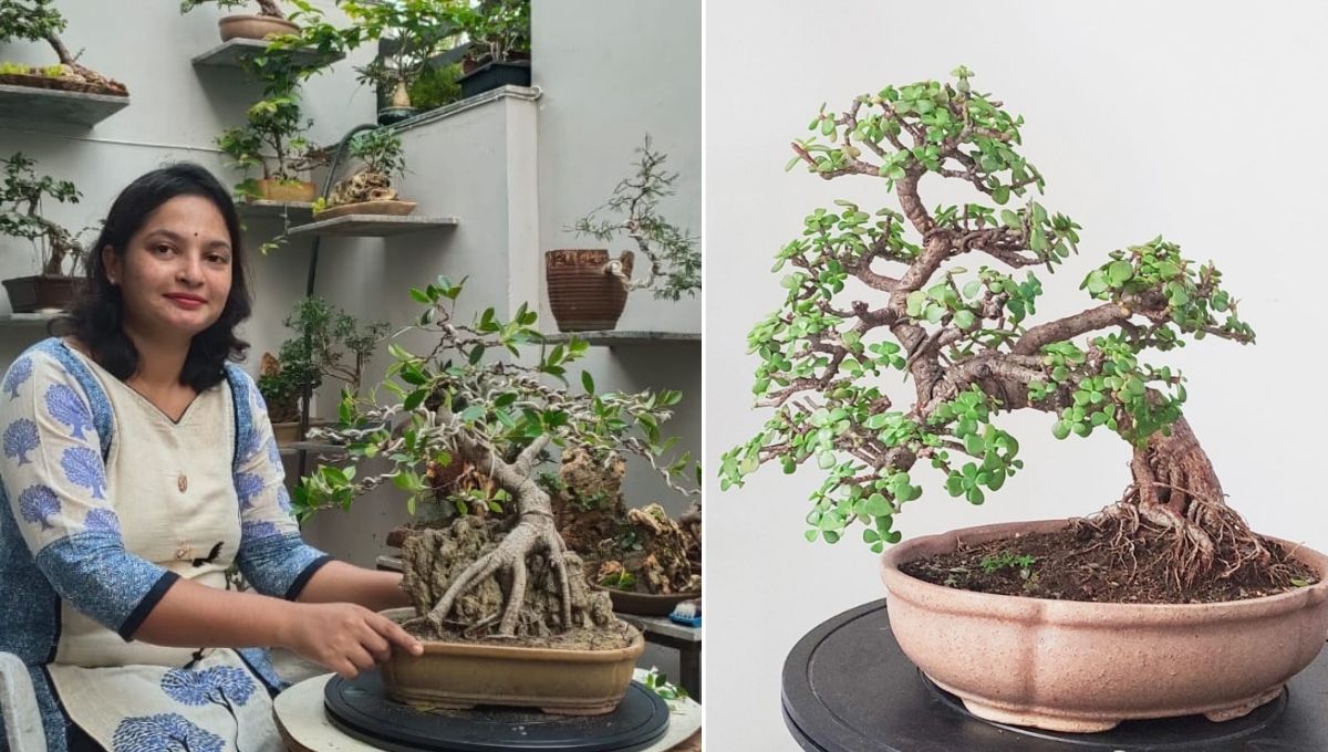 Poornima Joshi Growing bonsai tree for sale