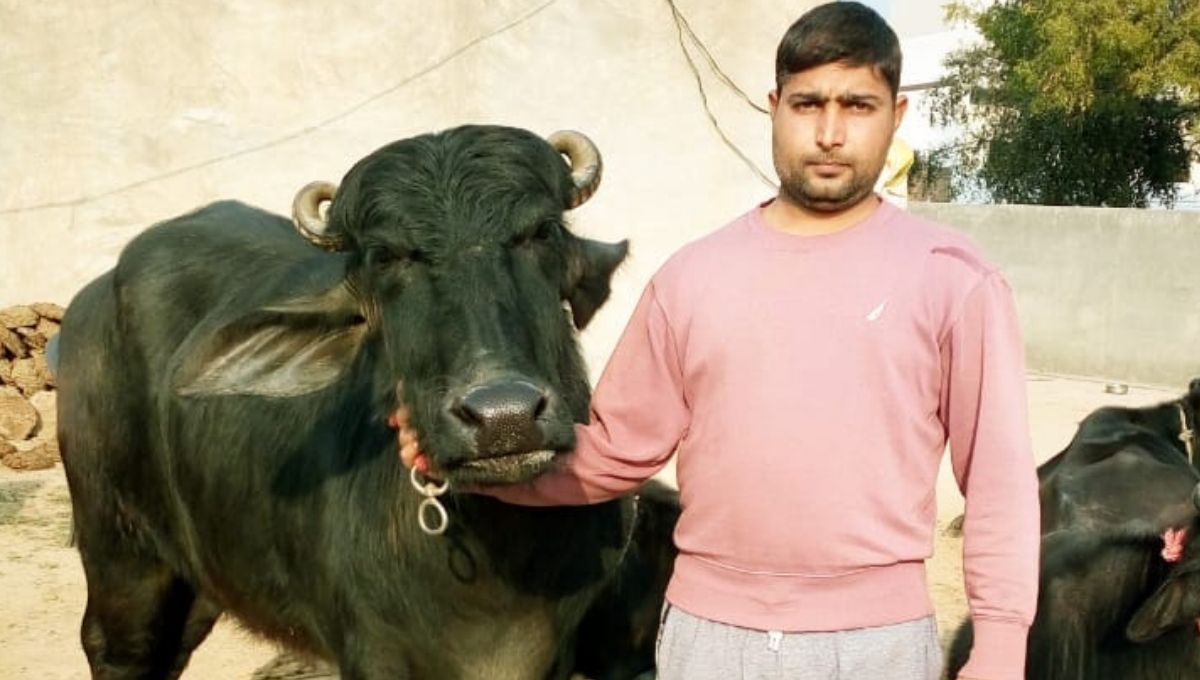 School Teacher Ravish Poonia Running A Dairy Farm Part Time Business