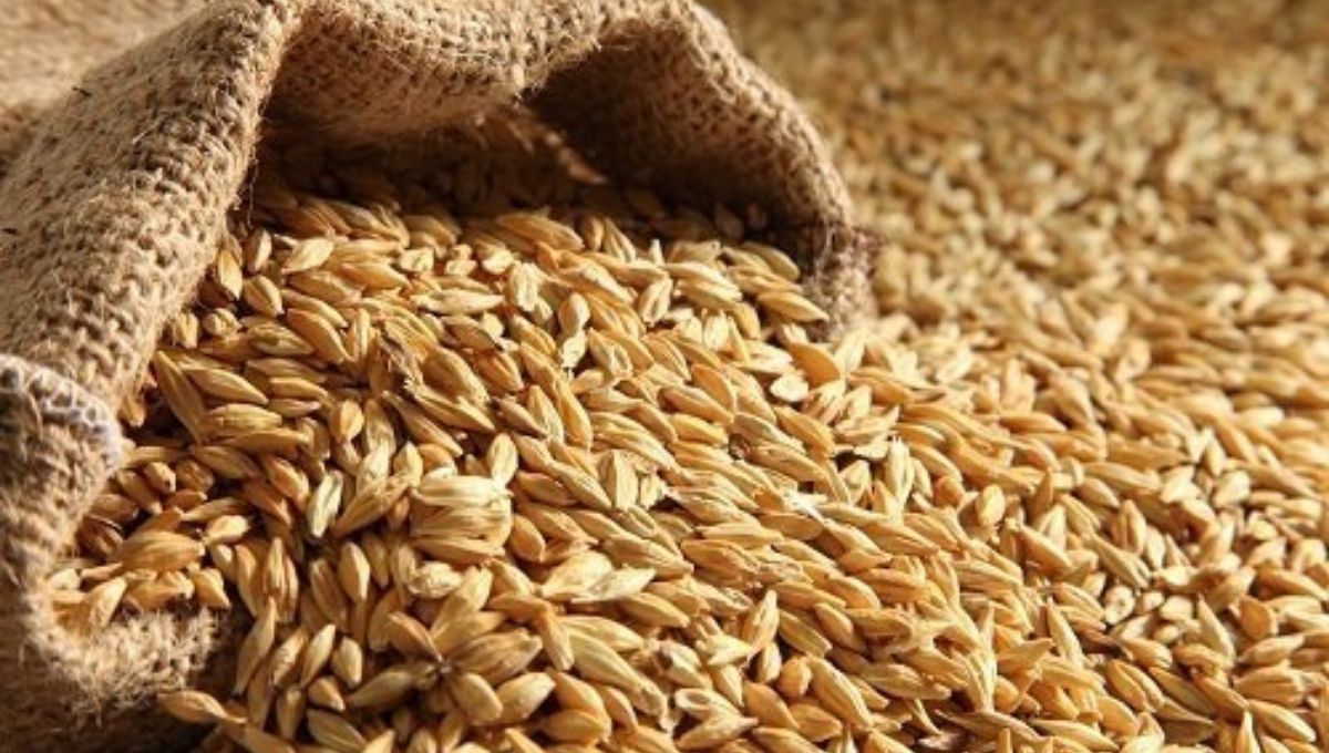 Barley Nutritional Benefits 