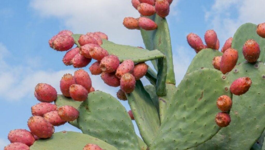 cactus fruit juice startup as side business