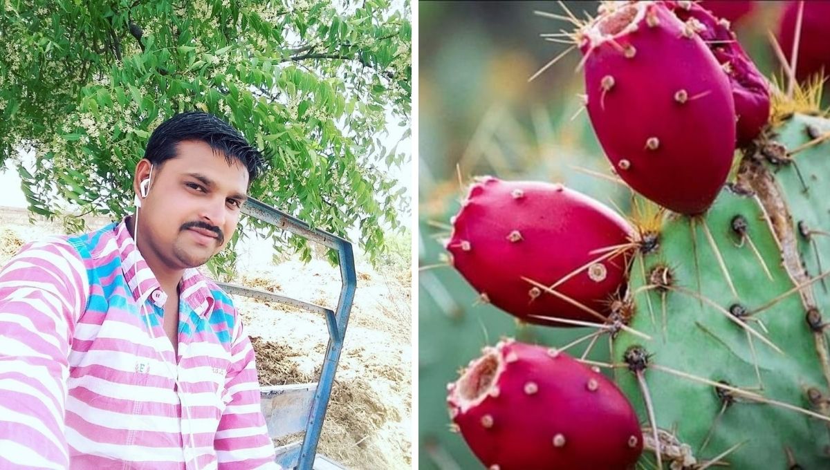 Side Business Idea With Job Growing And Selling Cactus Fruit Juice by Sanjay Hathwani of rajkot, gujarat
