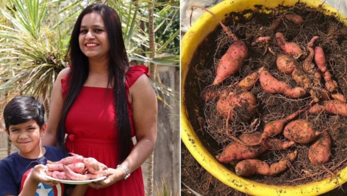 Growing sweet potato without seeds