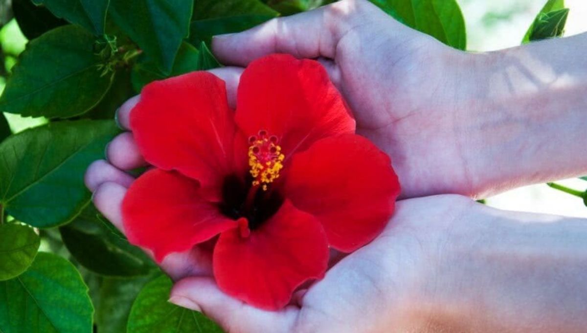 how to grow hibiscus