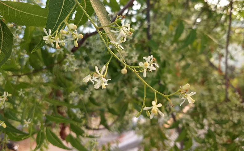 tender white flowers of Neem tree provide antiseptic benefits 