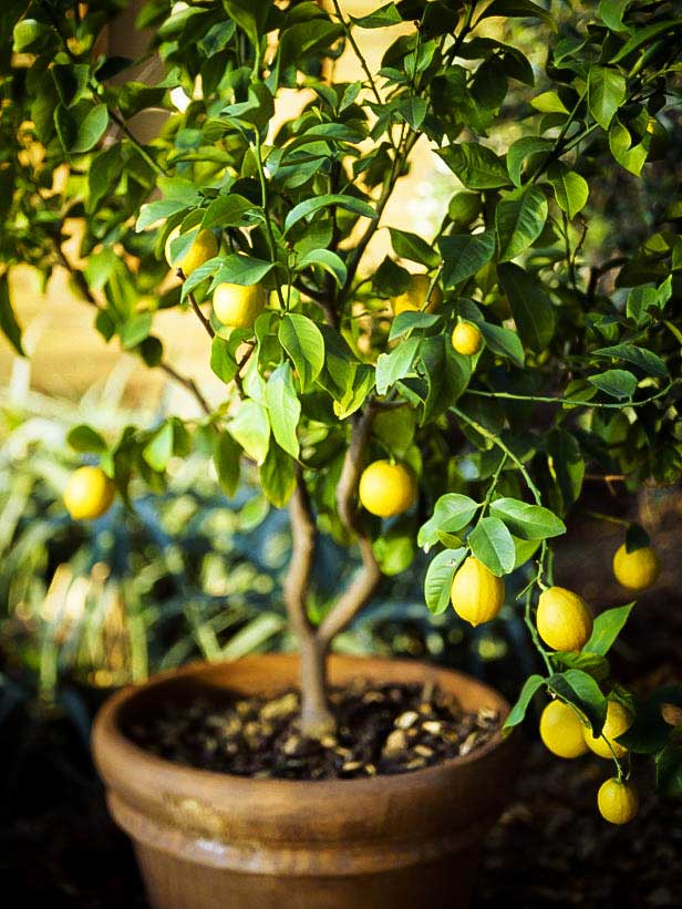 Lemon Tree in Pot is best plant for balcony