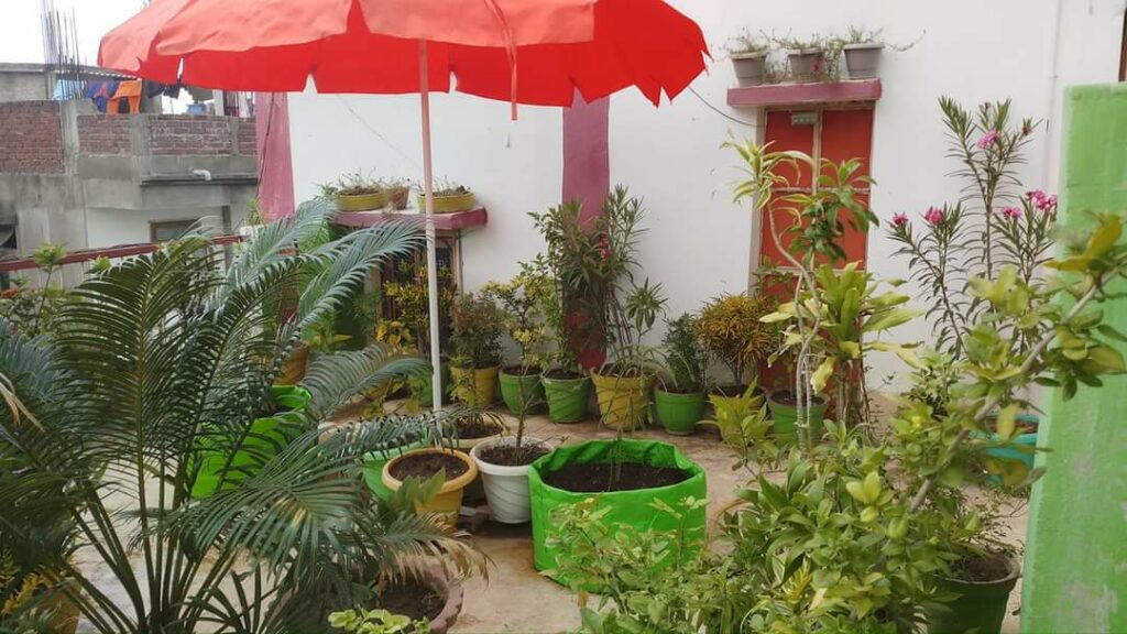 Terrace Garden in Patna 