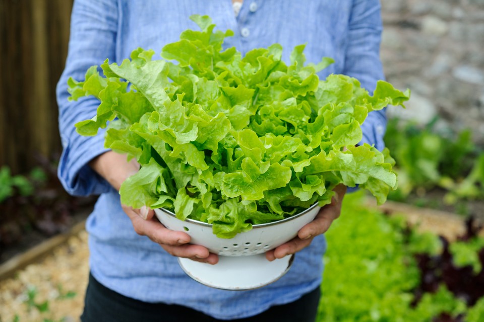 how to grow lettuce at home 