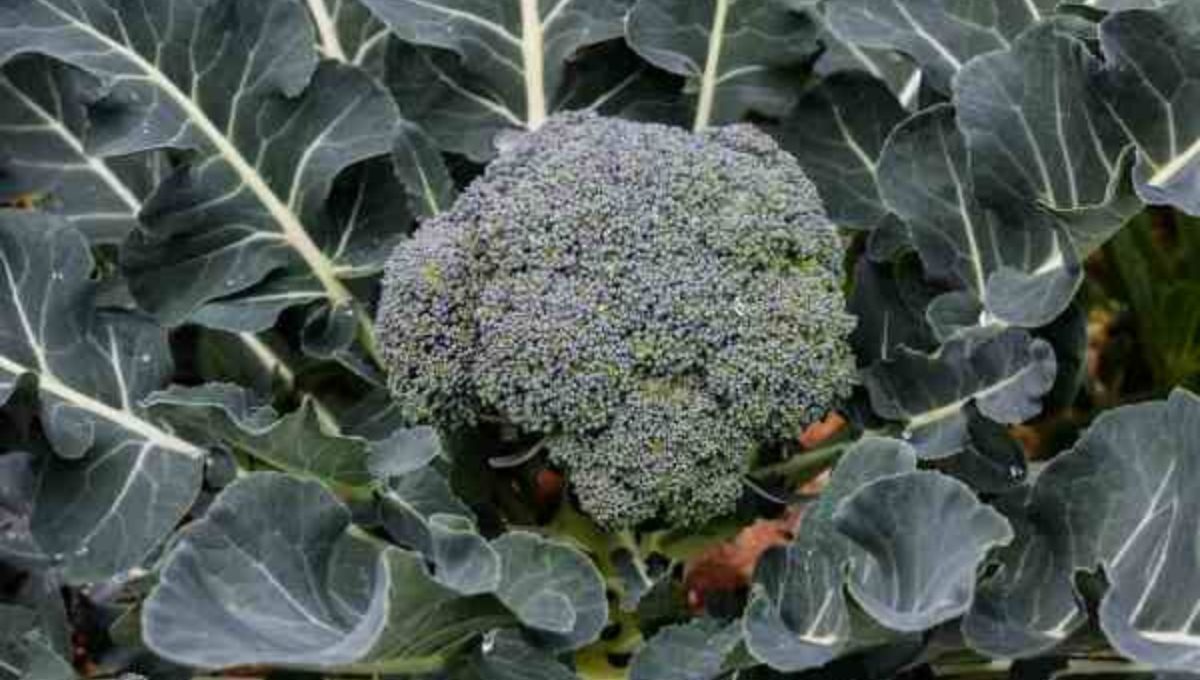 Grow Broccoli at home