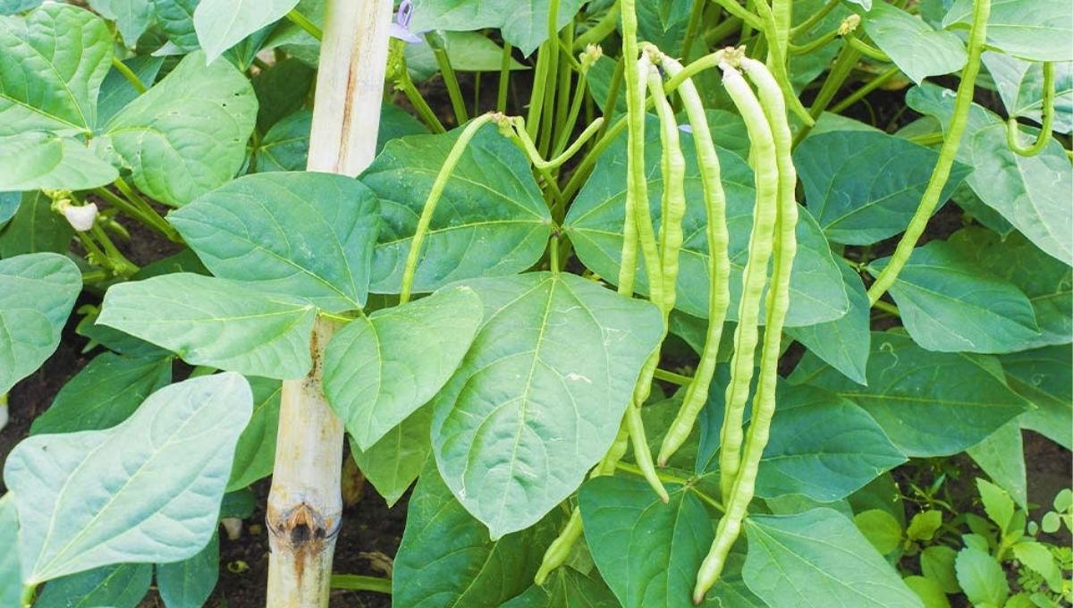 How to grow cowpea
