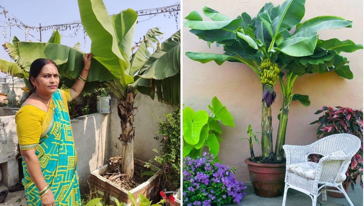 How to grow Banana tree