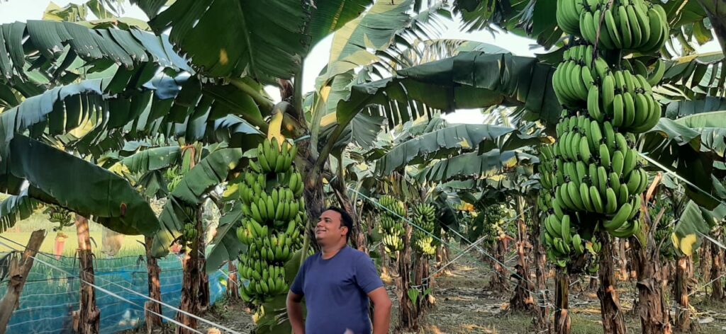 banana farming by kuldeep sharma along with work from home