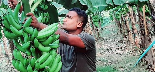 Kuldeep's Brother Rahul Sharma banana farming in ayodhya