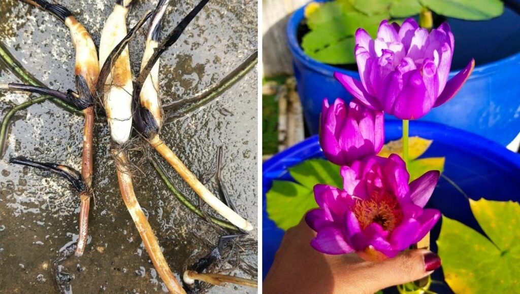 Neetu started business of lotus & lily tubers