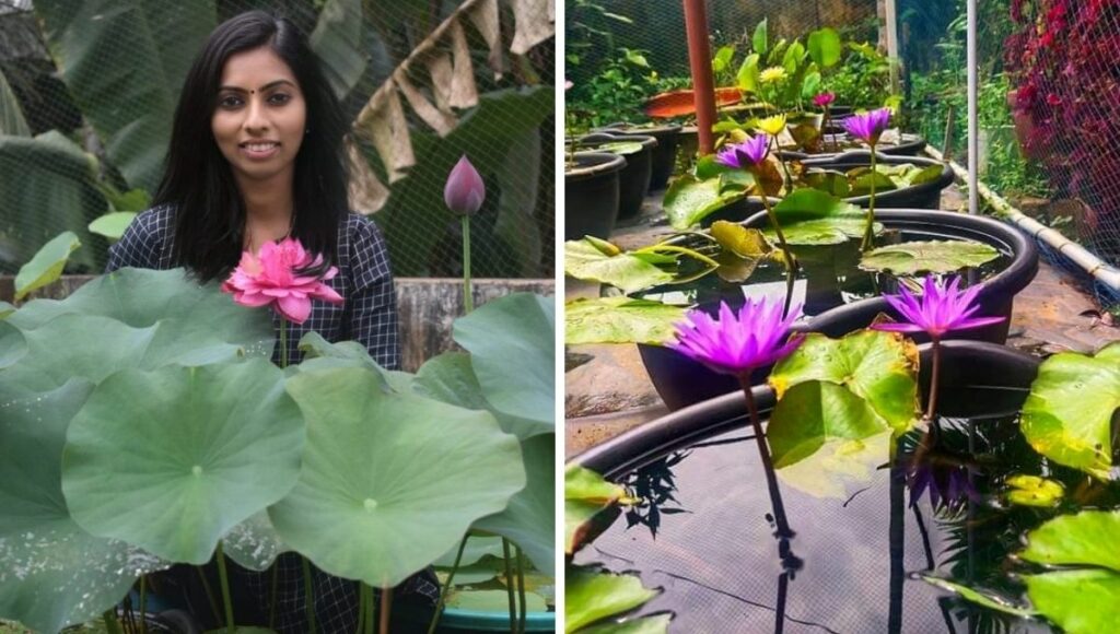 Neetu is growing lotus & water lily in Home Garden