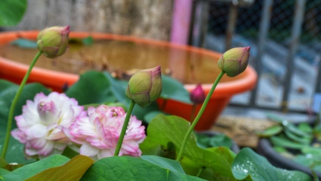 Lotus in Neetu's garden