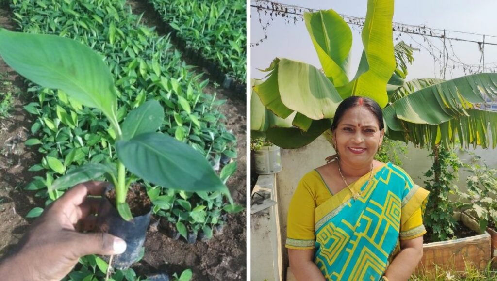 Prabha Kumari gardening expert tells how to grow banana plant