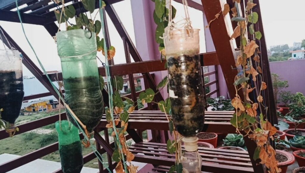 grow plants in plastic bottles