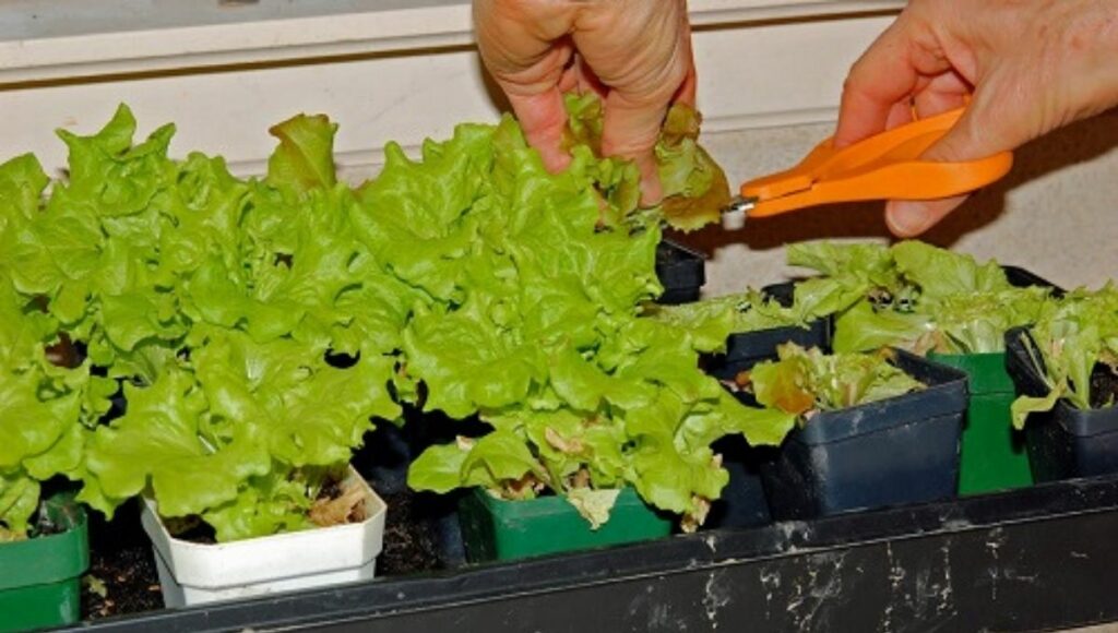 Grow Lettuce at Home