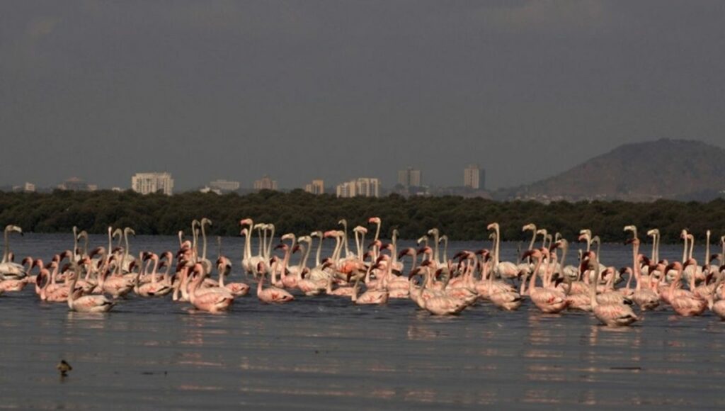 Flamingo park 