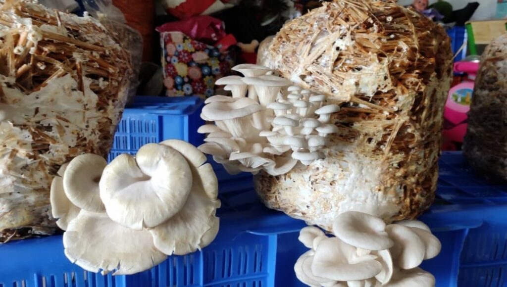 growing mushroom at home 