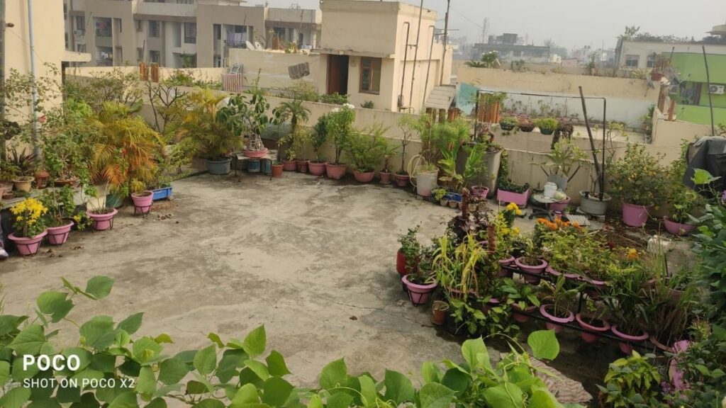 gardening on rooftop of society building