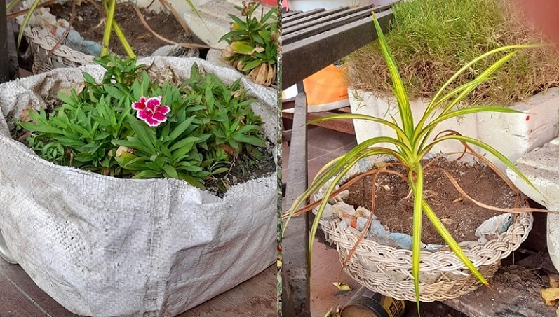 Planting in waste containers
