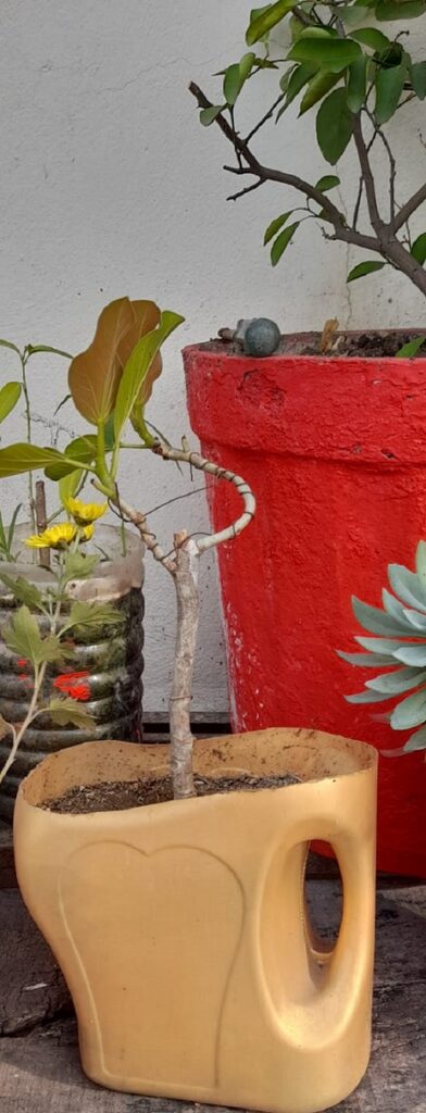 Planting in Oil container