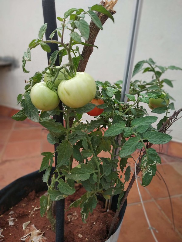 How To Grow Tomato in a pot