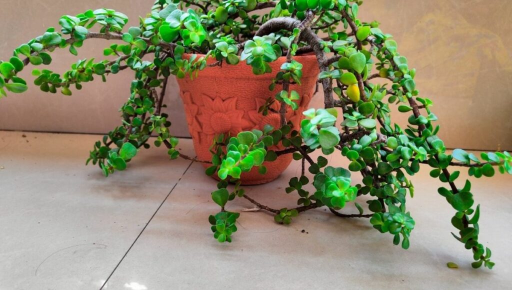 propagate jade plant 