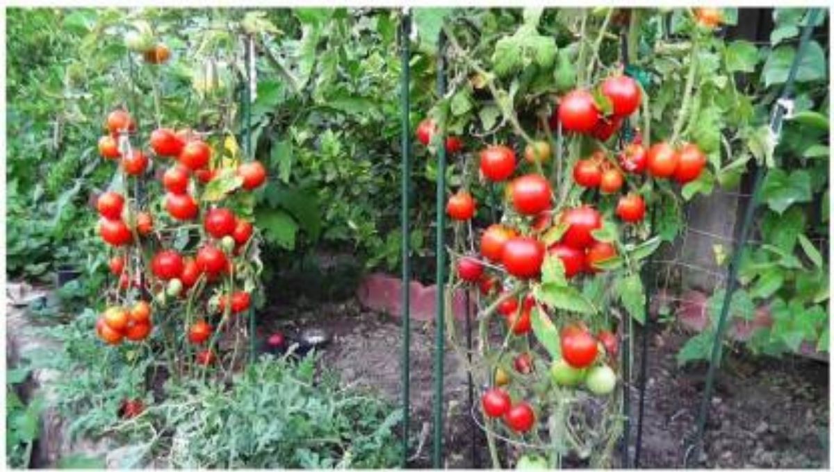 how to grow tomato